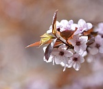 Резкое похолодание идет в Астрахань