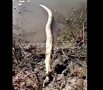 В сети распространяется видео якобы с анакондой в астраханской речке