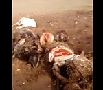 Кадры не для слабонервных: в Астраханской области волчица массово истребила ягнят