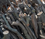 Полицейский и его подельник вырубили под Астраханью тополей на 680 тысяч рублей