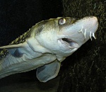 Почти четыре тонны осетра и белуги задержали на астраханской границе