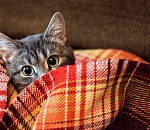 Этой ночью температура воздуха в Астрахани опустится ниже нуля