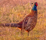 В Астраханской области открывается сезон охоты на степную и полевую дичь