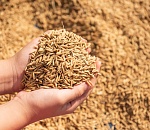 Крупный рисоперерабатывающий завод планируют построить под Астраханью