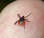 120 астраханцев покусали клещи, 12 из них были переносчиками лихорадки