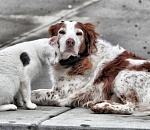Стало известно, когда в Астрахани появится приют для бездомных животных