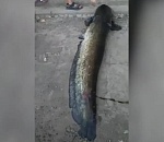 Огромного сома вытащили из Волги на набережной в Астрахани