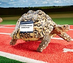 Неутешительный прогноз для астраханского малого бизнеса