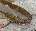 Астраханская область представила на форуме инноваций технологию выращивания африканских сомов 