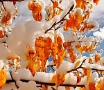 Астраханцев ждет зимний вторник