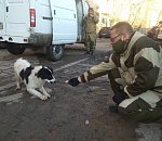 Астраханских собак везут в Волгоград. ПУНКТ-А посмотрел, как их ловят