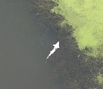 В центре Астрахани сфотографировали мёртвого осетра 