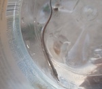 Астраханец поймал непонятное существо