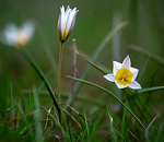 Цветение эфемеров началось в Астраханской области 