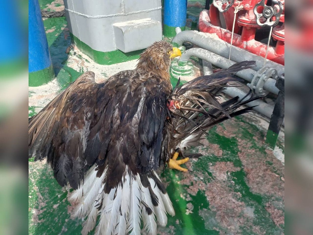 В Астраханской области спасли редкую хищную птицу с переломом 