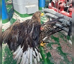 В Астраханской области спасли редкую хищную птицу с переломом 