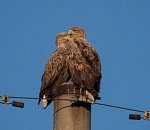 Записки астраханского натуралиста. Электросети становятся безопасными для птиц