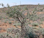 Астраханский учёный открыл новый для науки вид растений