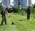 Сорная растительность и камыш: в Астрахани скосили свыше 280 гектаров 