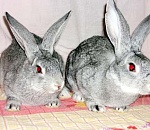 Под Астраханью двое пьяных сельчан украли кроликов и съели их