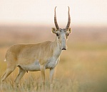 Инспекцию по охране сайгаков создадут в Астраханской области