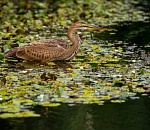 Записки астраханского натуралиста. Цапли бывают разные
