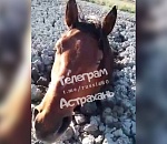 Под Астраханью лошади увязли в грязи по грудь 
