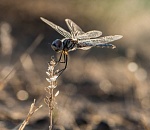 Записки астраханского натуралиста. Стрекозы: дозорщик-император и дедка обыкновенный