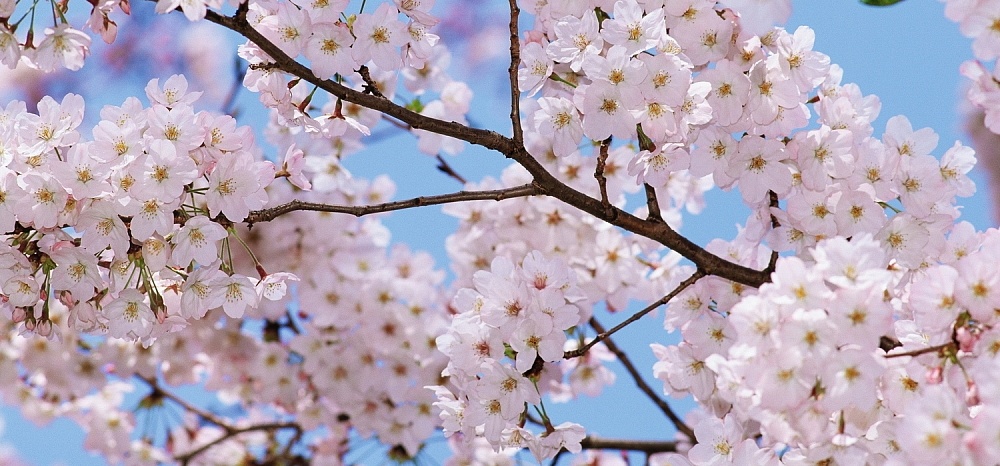 Весна пришла: астраханцев ждет очень теплая суббота