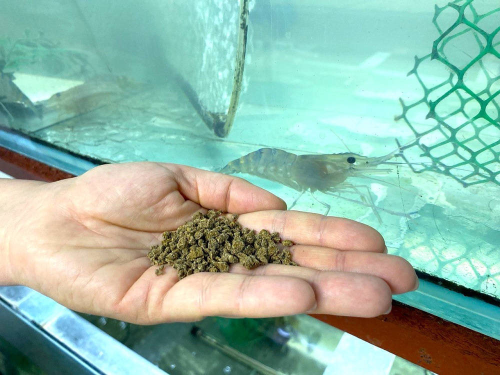 Астраханские ученые придумали инновацию в рыбной отрасли