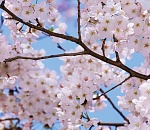 Весна пришла: астраханцев ждет очень теплая суббота