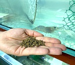 Астраханские ученые придумали инновацию в рыбной отрасли