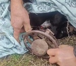 Собаку, попавшую в капкан, спасли в Астрахани в первый день нового года