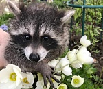 Енот без лапки из Астрахани помогает в реабилитации особых детей 