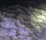 Астраханские пограничники задержали браконьеров с тонной судака: видео