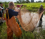 Более 100 миллионов рыбной молоди спасли в Астраханской области