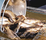 Астраханским рыбакам предлагают заработать 