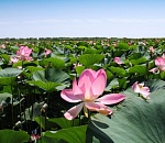 Астраханцев приглашают раскрыть свои лотосовые фантазии