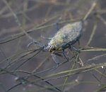 Записки астраханского натуралиста. Насколько опасен водяной скорпион?