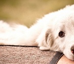 В Астрахани ищут собаку с банкой на голове