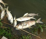 Мэрия обещает очистить ерик Казачий от мусора