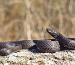 Записки астраханского натуралиста. Снова о змеях