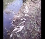 Под Астраханью сняли шокирующие кадры массового замора рыбы