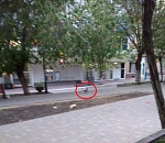 Фото дня: в центре Астрахани гуляет фазан