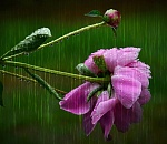 Завтра в Астрахани вновь обещают дождь с грозой