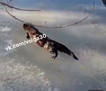 Астраханцы опубликовали видео с необычным рыбацким уловом