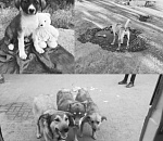 Момент убийства собак в Астрахани попал на видео