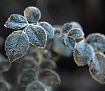 Сегодня ночью в Астраханской области обещают до -2°