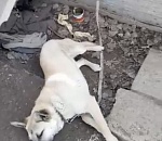 В соцсетях сообщают о собаке в Астрахани, жестоко привязанной у остановки