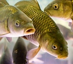 С сегодняшнего дня в Астраханской области запрещено ловить рыбу